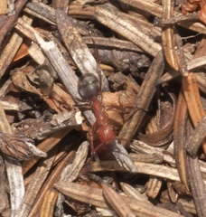 Formica integra