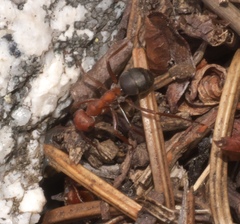 Formica integra