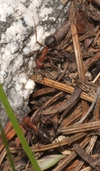 Formica integra
