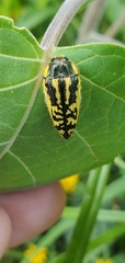 Acmaeodera amplicollis