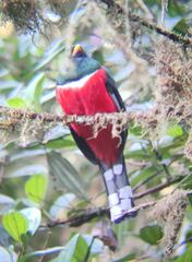 Trogon personatus