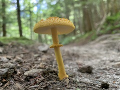 Amanita flavoconia