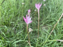 Zephyranthes carinata