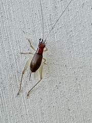 Phyllopalpus pulchellus
