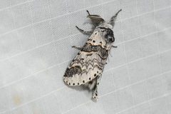 Furcula occidentalis