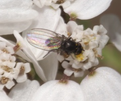 Milichiidae