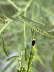 Asteromyia euthamiae