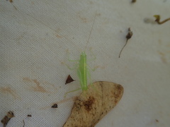 Meconema meridionale