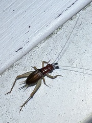Phyllopalpus pulchellus