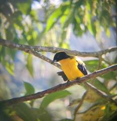 Anisognathus notabilis