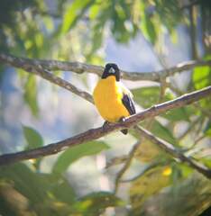 Anisognathus notabilis