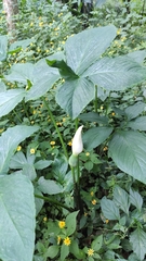 Xanthosoma wendlandii