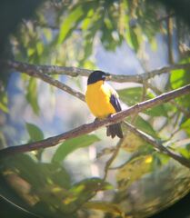 Anisognathus notabilis