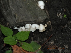 Crepidotus applanatus