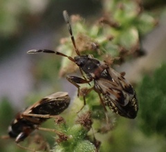 Scolopostethus