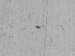 Chrysomeloidea