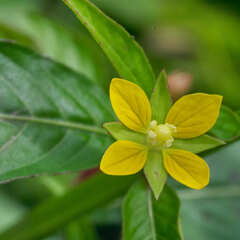 Ludwigia hyssopifolia