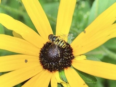 Eristalis transversa