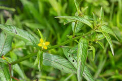 Ludwigia hyssopifolia