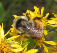 Bombus bifarius