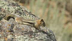 Callospermophilus lateralis