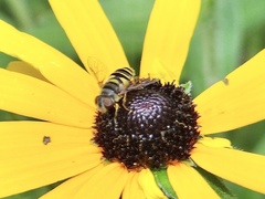 Eristalis transversa