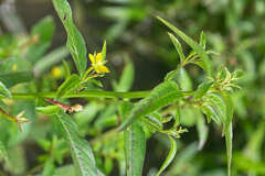 Ludwigia hyssopifolia