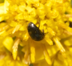 Brassicogethes aeneus