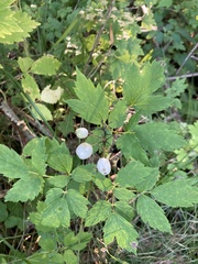 Actaea rubra neglecta