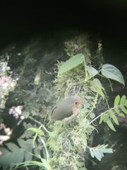 Grallaricula flavirostris