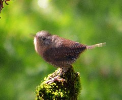 Troglodytes aedon brunneicollis