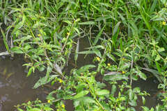 Ludwigia hyssopifolia