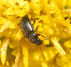 Brassicogethes aeneus