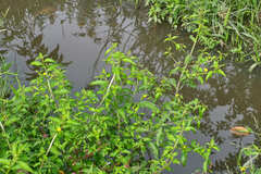 Ludwigia hyssopifolia