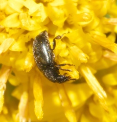 Brassicogethes aeneus