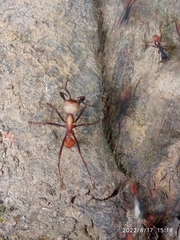 Formicidae