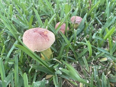Hortiboletus rubellus