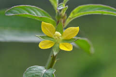 Ludwigia hyssopifolia