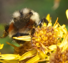 Bombus bifarius