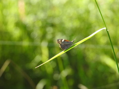 Libytheana carinenta