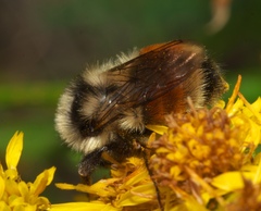 Bombus bifarius
