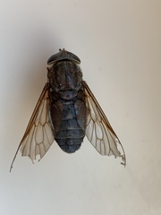 Tabanus americanus