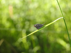 Libytheana carinenta