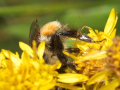Bombus bifarius