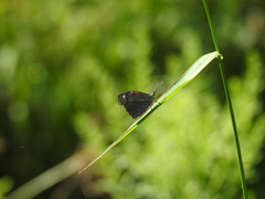 Libytheana carinenta