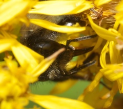 Bombus bifarius