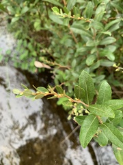 Chamaedaphne calyculata