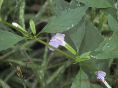 Mimulus alatus