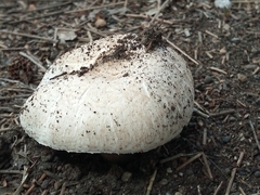 Agaricus bisporus