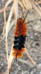 Turuptiana obliqua